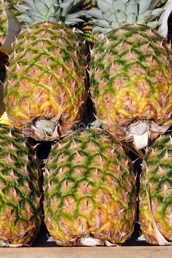 凤梨与菠萝 共性与差异之美