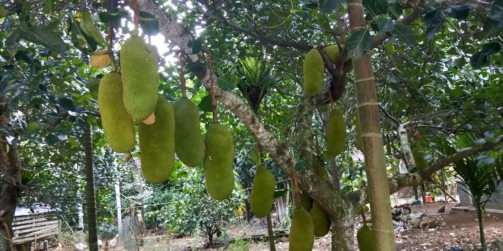 朱老四海南之行系列美篇第三集《文通村的原生态》 菠萝