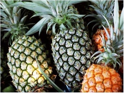 海南菠萝 热带风情中的味觉奇迹