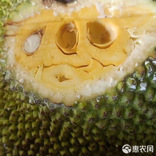 越南红肉菠萝蜜批发代发 工厂代办